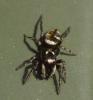 Salticus scenicus